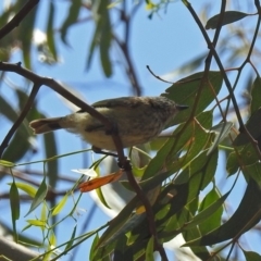 Acanthiza lineata at Paddys River, ACT - 24 Jan 2019 01:39 PM