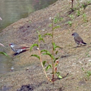 Stagonopleura guttata at Tennent, ACT - suppressed