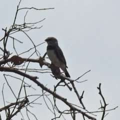Stagonopleura guttata at Tennent, ACT - suppressed