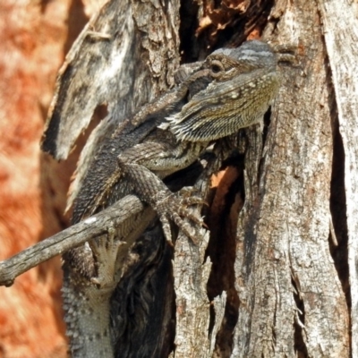 Pogona barbata (Eastern Bearded Dragon) at Paddys River, ACT - 24 Jan 2019 by RodDeb