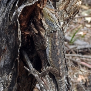 Pogona barbata at Paddys River, ACT - suppressed