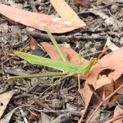 Acrida conica (Giant green slantface) at Tennent, ACT - 24 Jan 2019 by RodDeb