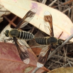 Comptosia sp. (genus) (Unidentified Comptosia bee fly) at Tennent, ACT - 24 Jan 2019 by RodDeb