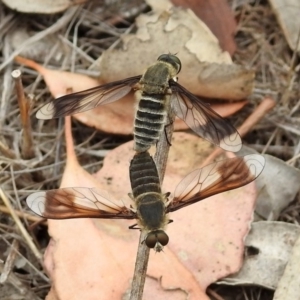 Comptosia (genus) at Tennent, ACT - 24 Jan 2019 11:14 AM