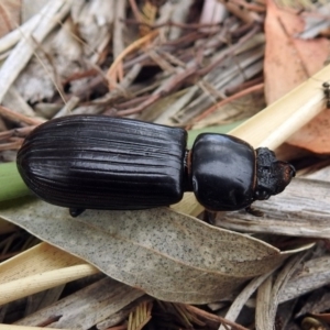 Mastachilus sp. (genus) at Paddys River, ACT - 24 Jan 2019