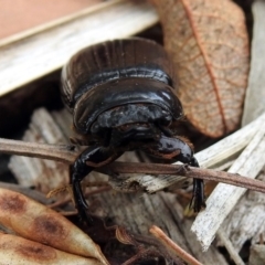 Mastachilus sp. (genus) at Paddys River, ACT - 24 Jan 2019