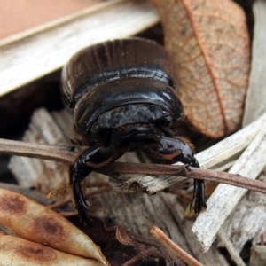 Mastachilus sp. (genus) at Paddys River, ACT - 24 Jan 2019