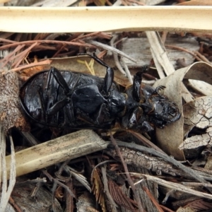 Mastachilus sp. (genus) at Paddys River, ACT - 24 Jan 2019