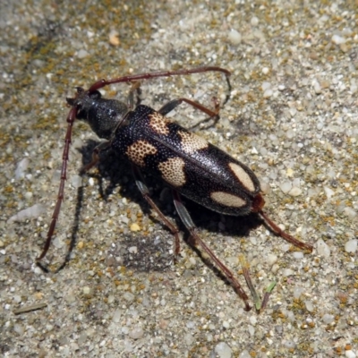 Phoracantha flavopicta (A longhorn beetle) at Paddys River, ACT - 24 Jan 2019 by RodDeb