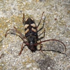 Phoracantha flavopicta at Paddys River, ACT - 24 Jan 2019 01:56 PM