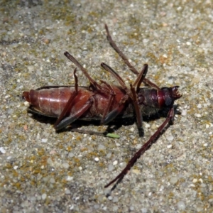 Phoracantha flavopicta at Paddys River, ACT - 24 Jan 2019