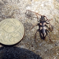 Phoracantha flavopicta at Paddys River, ACT - 24 Jan 2019 01:56 PM