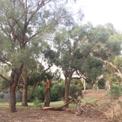 Eucalyptus nicholii (Narrow-leaved Black Peppermint) at Hughes, ACT - 24 Jan 2019 by ruthkerruish