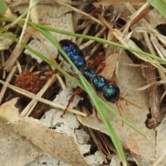 Diamma bicolor at Tennent, ACT - 24 Jan 2019 11:09 AM