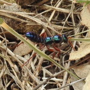 Diamma bicolor at Tennent, ACT - 24 Jan 2019 11:09 AM