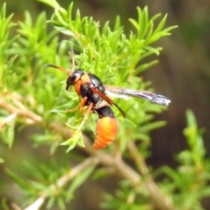 Pseudabispa bicolor at Paddys River, ACT - 24 Jan 2019 10:01 AM