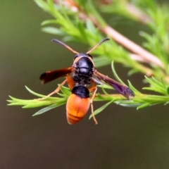 Pseudabispa bicolor at Paddys River, ACT - 24 Jan 2019 10:01 AM