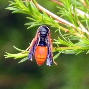 Pseudabispa bicolor at Paddys River, ACT - 24 Jan 2019 10:01 AM