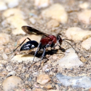 Psoropempula sp. (genus) at Paddys River, ACT - 24 Jan 2019 01:45 PM