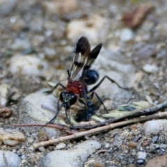 Psoropempula sp. (genus) at Paddys River, ACT - 24 Jan 2019 01:45 PM