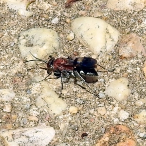 Psoropempula sp. (genus) at Paddys River, ACT - 24 Jan 2019 01:45 PM