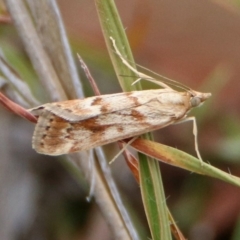Achyra affinitalis (Cotton Web Spinner, Pyraustinae) at Tennent, ACT - 24 Jan 2019 by RodDeb
