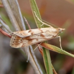 Achyra affinitalis (Cotton Web Spinner) at Tennent, ACT - 24 Jan 2019 by RodDeb