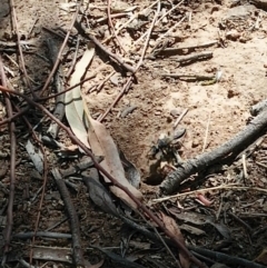 Sphex sp. (genus) (Unidentified Sphex digger wasp) at Molonglo Valley, ACT - 22 Jan 2019 by RogerH