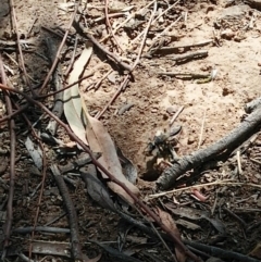 Sphex sp. (genus) (Unidentified Sphex digger wasp) at Molonglo Valley, ACT - 23 Jan 2019 by RogerH