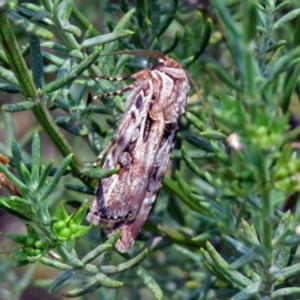 Agrotis munda at Paddys River, ACT - 24 Jan 2019 02:04 PM