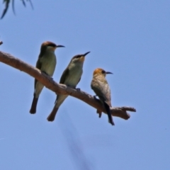 Merops ornatus (Rainbow Bee-eater) at Paddys River, ACT - 24 Jan 2019 by RodDeb