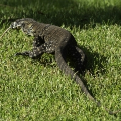 Varanus varius (Lace Monitor) at Little Forest, NSW - 25 Jan 2019 by IanS