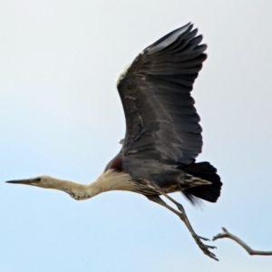 Ardea pacifica at Paddys River, ACT - 24 Jan 2019