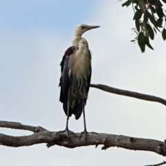 Ardea pacifica at Paddys River, ACT - 24 Jan 2019