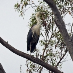 Ardea pacifica at Paddys River, ACT - 24 Jan 2019