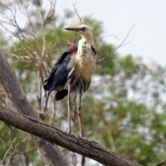 Ardea pacifica at Paddys River, ACT - 24 Jan 2019