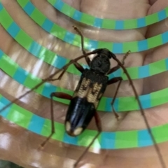 Phoracantha semipunctata (Common Eucalypt Longicorn) at Fowles St. Woodland, Weston - 25 Jan 2019 by AliceH