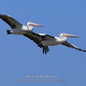 Pelecanus conspicillatus at Culburra Beach, NSW - 22 Jan 2019 12:00 AM