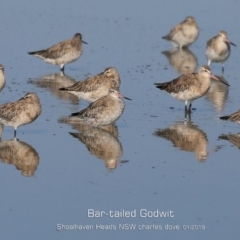 Limosa lapponica (Bar-tailed Godwit) at Comerong Island, NSW - 22 Jan 2019 by CharlesDove