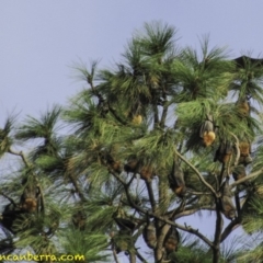 Pteropus poliocephalus (Grey-headed Flying-fox) at Parkes, ACT - 24 Jan 2019 by BIrdsinCanberra