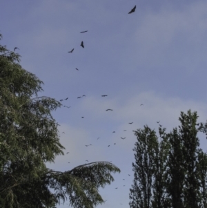 Pteropus poliocephalus at Parkes, ACT - 25 Jan 2019