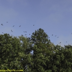 Pteropus poliocephalus at Parkes, ACT - 25 Jan 2019