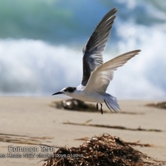 Sterna hirundo (Common Tern) at Comerong Island, NSW - 21 Jan 2019 by CharlesDove