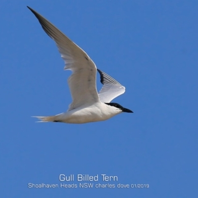 Gelochelidon macrotarsa (Australian Tern) at Comerong Island, NSW - 21 Jan 2019 by Charles Dove