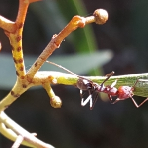 Iridomyrmex purpureus at Isaacs, ACT - 25 Jan 2019