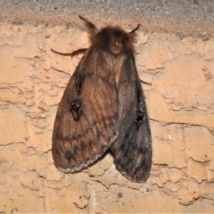 Leptocneria reducta at Wanniassa, ACT - 24 Jan 2019