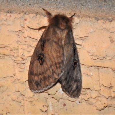 Leptocneria reducta (White Cedar Moth) at Wanniassa, ACT - 24 Jan 2019 by JohnBundock
