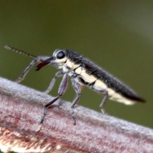 Rhinotia sp. (genus) at Ainslie, ACT - 25 Jan 2019