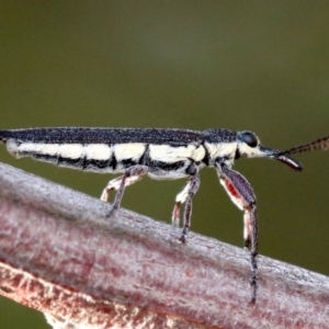 Rhinotia sp. (genus) at Ainslie, ACT - 25 Jan 2019