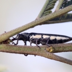 Rhinotia sp. (genus) at Ainslie, ACT - 25 Jan 2019